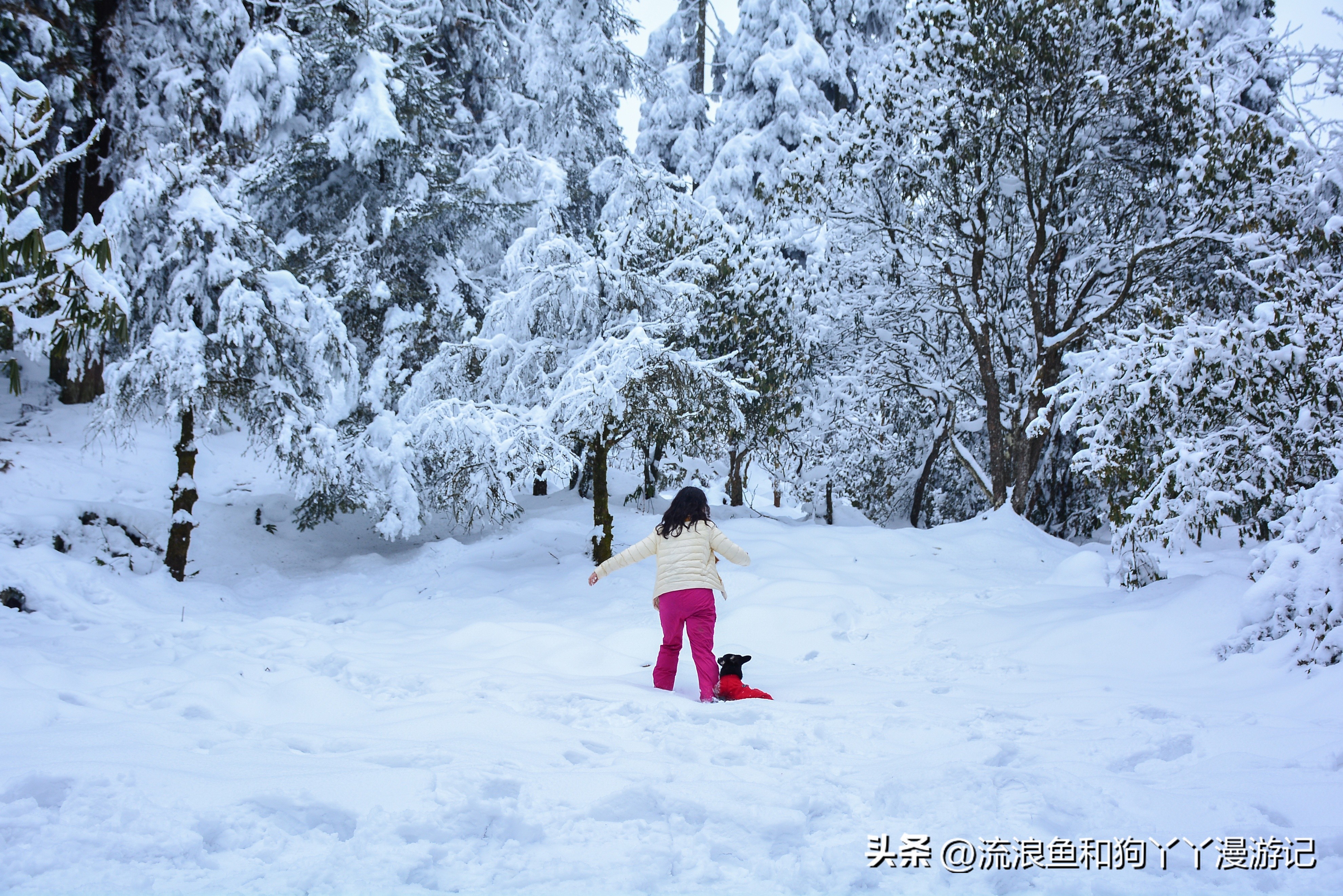 四月份成都近郊一日游好去处,2022成都近郊看雪一日游最佳去处