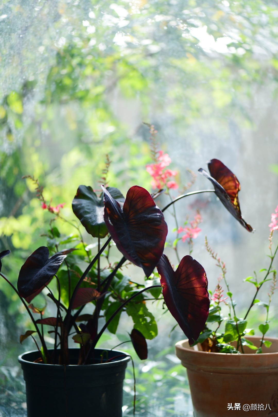 天冷怎么注意植物冻死,植物怕冷怎么过冬