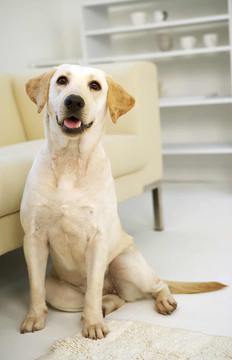 适合家养的狗小型犬温顺,杀伤性大性格温顺的狗有哪些