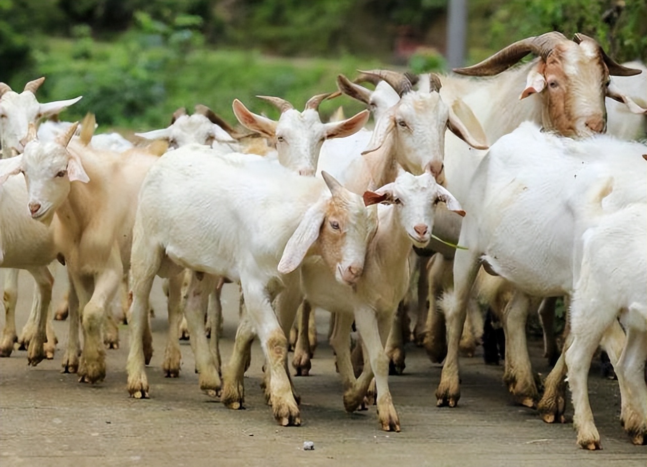 羊除虫的最佳方法,羊一年驱几次虫羊驱虫后怎么健胃