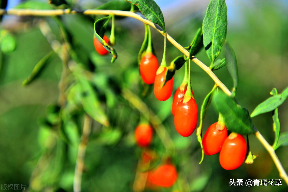 夏天开好多种颜色的小花,夏天里开的最茂盛的花朵有哪些
