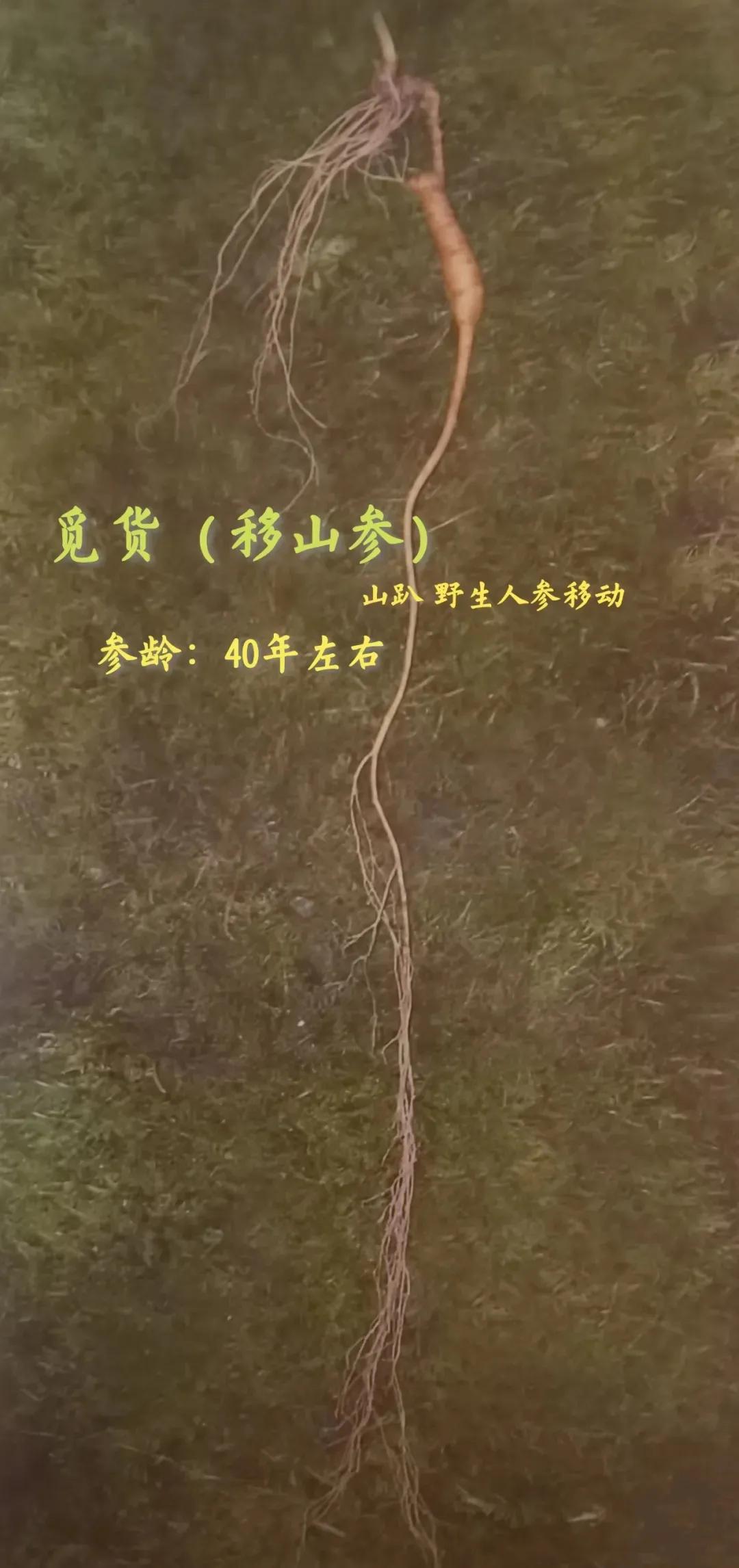 林下参觅货是什么意思,林下参的籽货与蜜货的怎么辨别