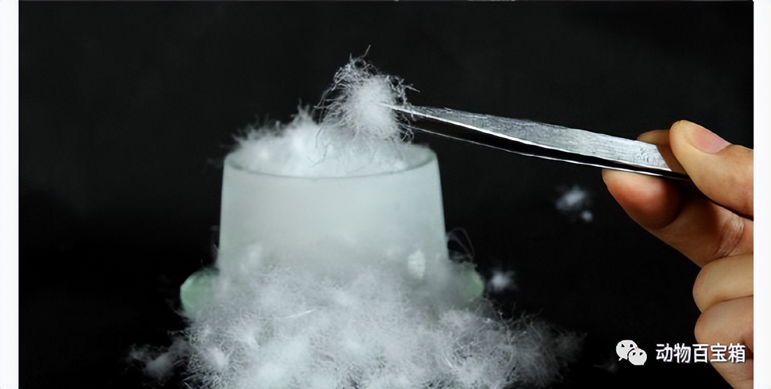 鹅绒是从活鹅身上拔的吗,鹅绒被跑出来的绒会呼吸进肺里吗