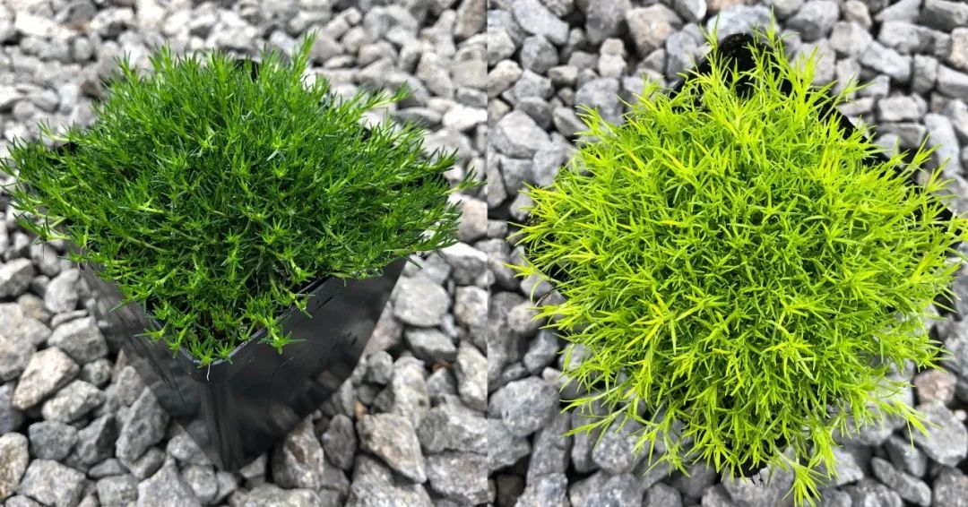 爱尔兰珍珠草盆栽,爱尔兰珍珠草的繁殖养护