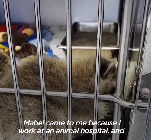 鍔犳嬁澶у皬娴g唺骞煎唇,鍔犳嬁澶у杺鍏诲皬娴g唺