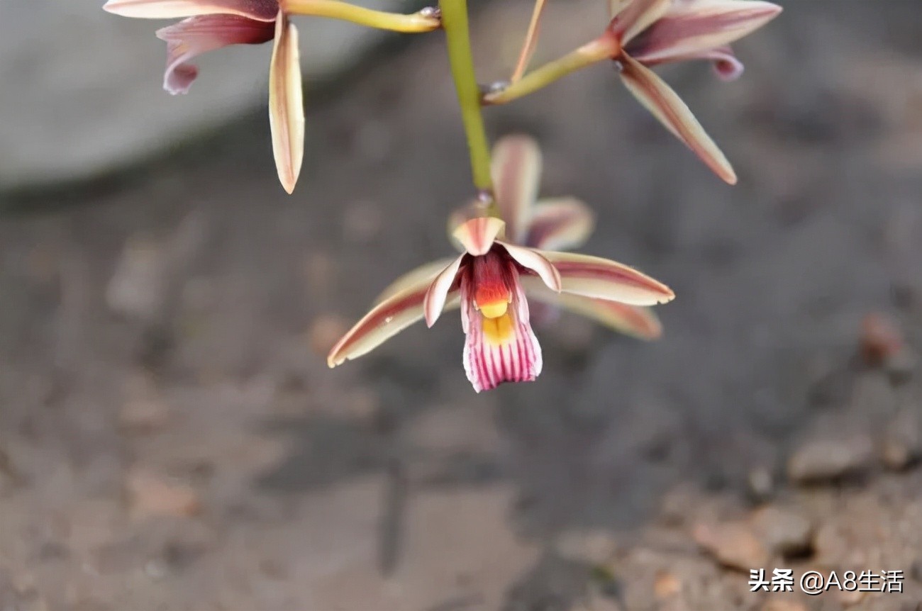 带你认识中华兰花纹瓣兰,顶级纹瓣兰图片