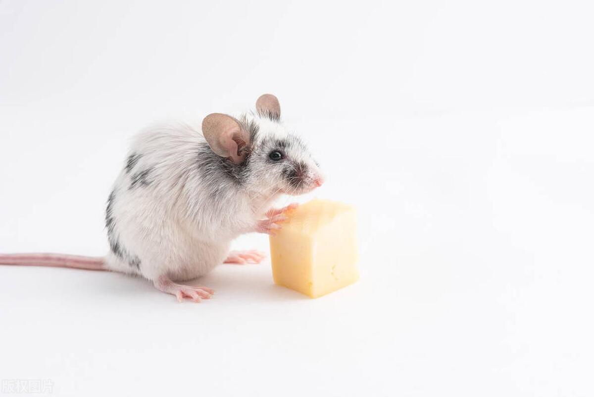 老鼠会咬人吗咬到会怎样,老鼠会咬人怎么办