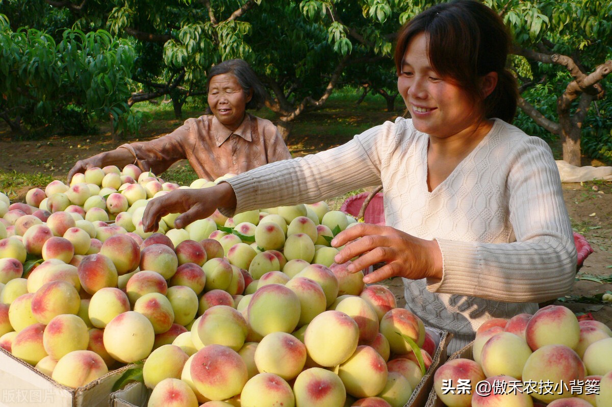 桃树为什么不能种在院子里,为什么桃树可以盆栽
