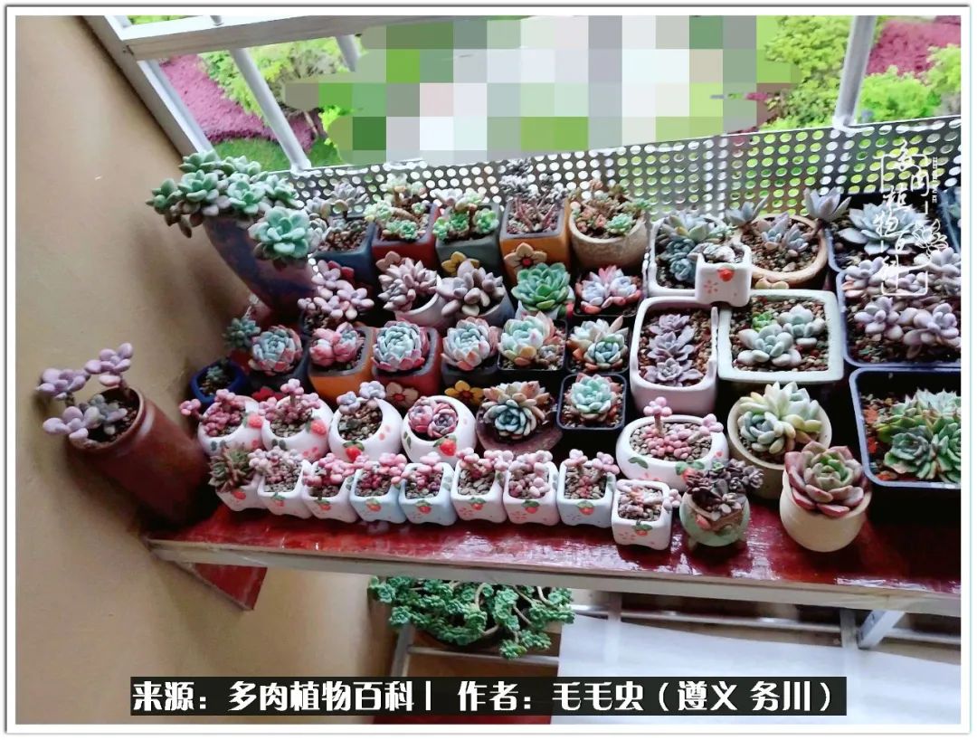 多肉可抵岁月,多肉之花语