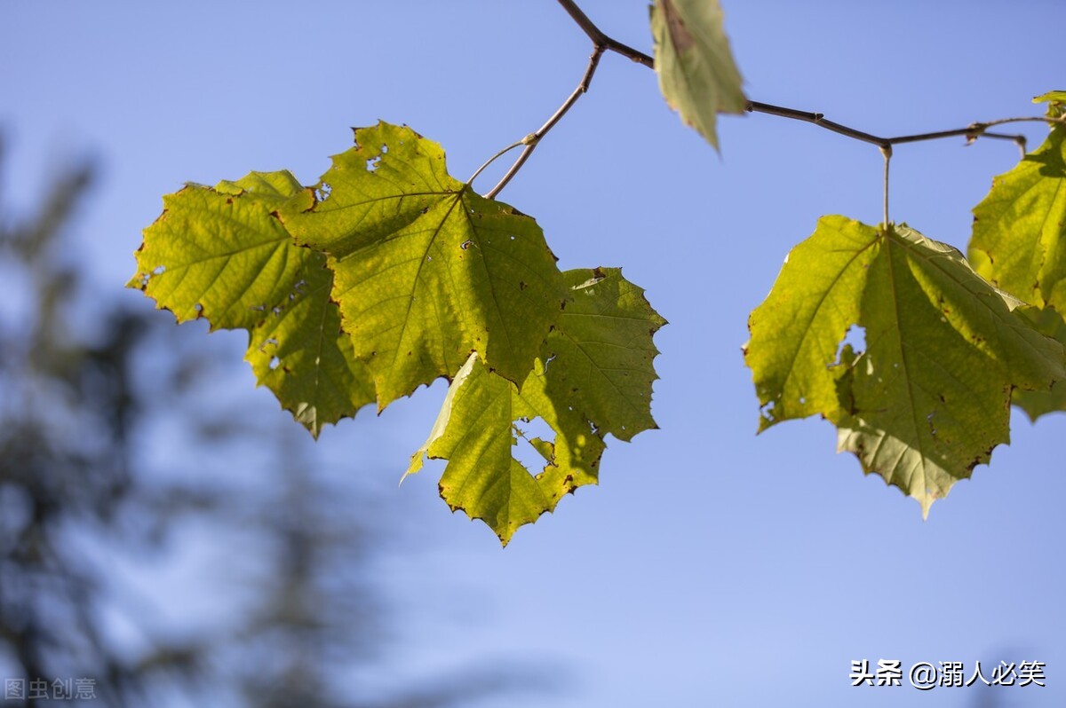 小学课文梧桐树,学校的梧桐树视频