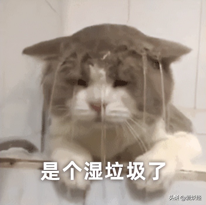 吃瓜！吃完素力高猫粮猫主子呕吐、拉稀？老狐狸实锤来了！