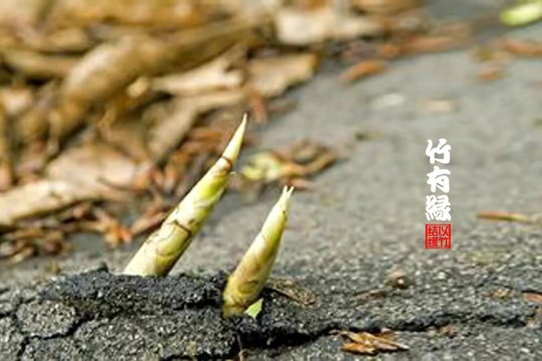 【原创】散文·江南春笋