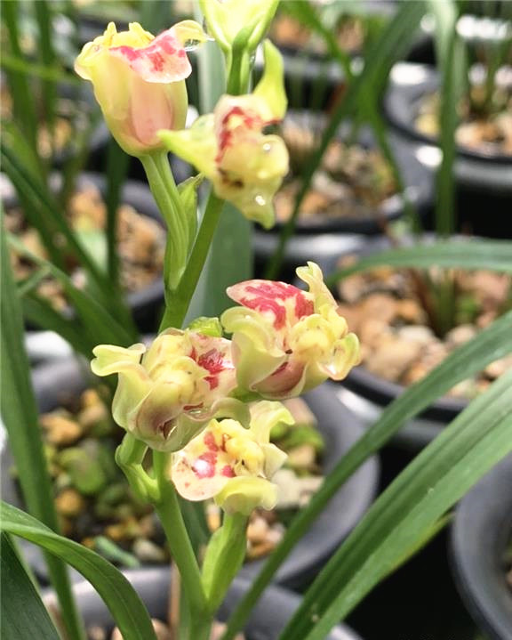 顶级仙气的兰花,最近发现的珍稀兰花