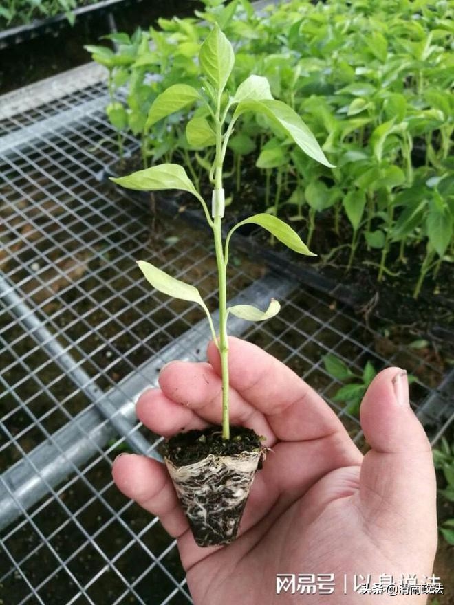 农民种羊肚菌菌种买假种子赔精光,农民买到假种子没有种怎么赔偿