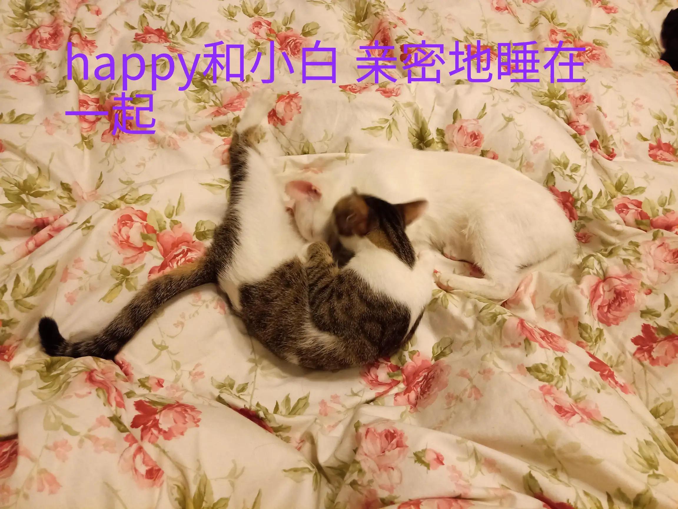 happy鎴戠殑濂冲鎻掓洸,浣爃appy鎴戜篃happy