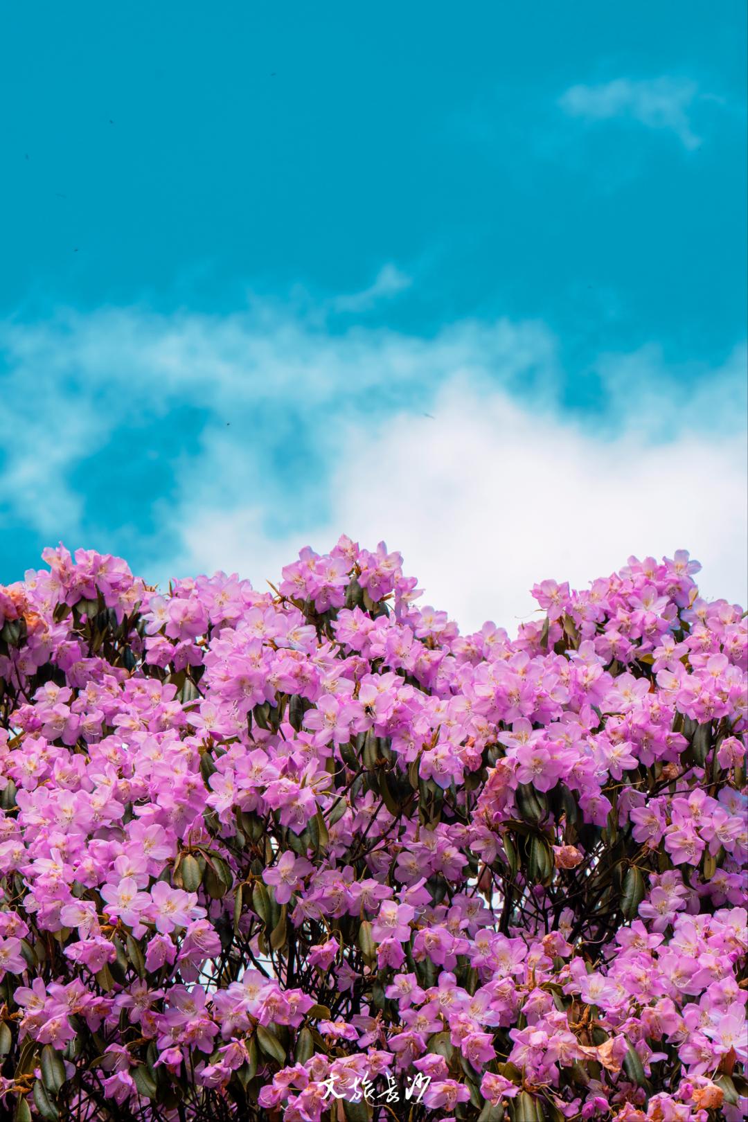 娴忛槼鐑熻姳鏃呰,鏄熷煄鏃呮父鏀荤暐