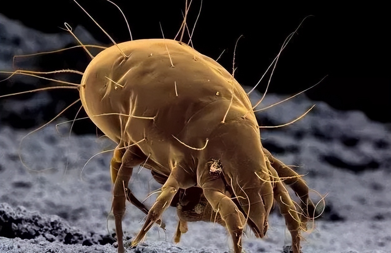 枕头发黄怎么去除最快方法,乳胶枕头时间长了发黄掉渣怎么办