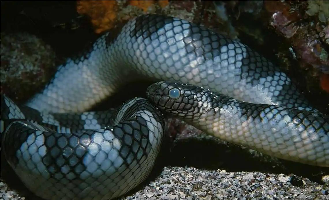 蛇最怕的是雄黄还是牛黄,蛇怕雄黄什么原因