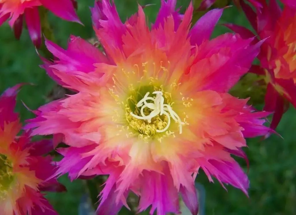 200种·仙人球开花图鉴，大开眼界，美到爆