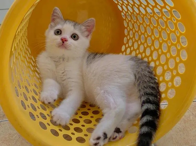 猫用净化器静音最好的,猫用净化器