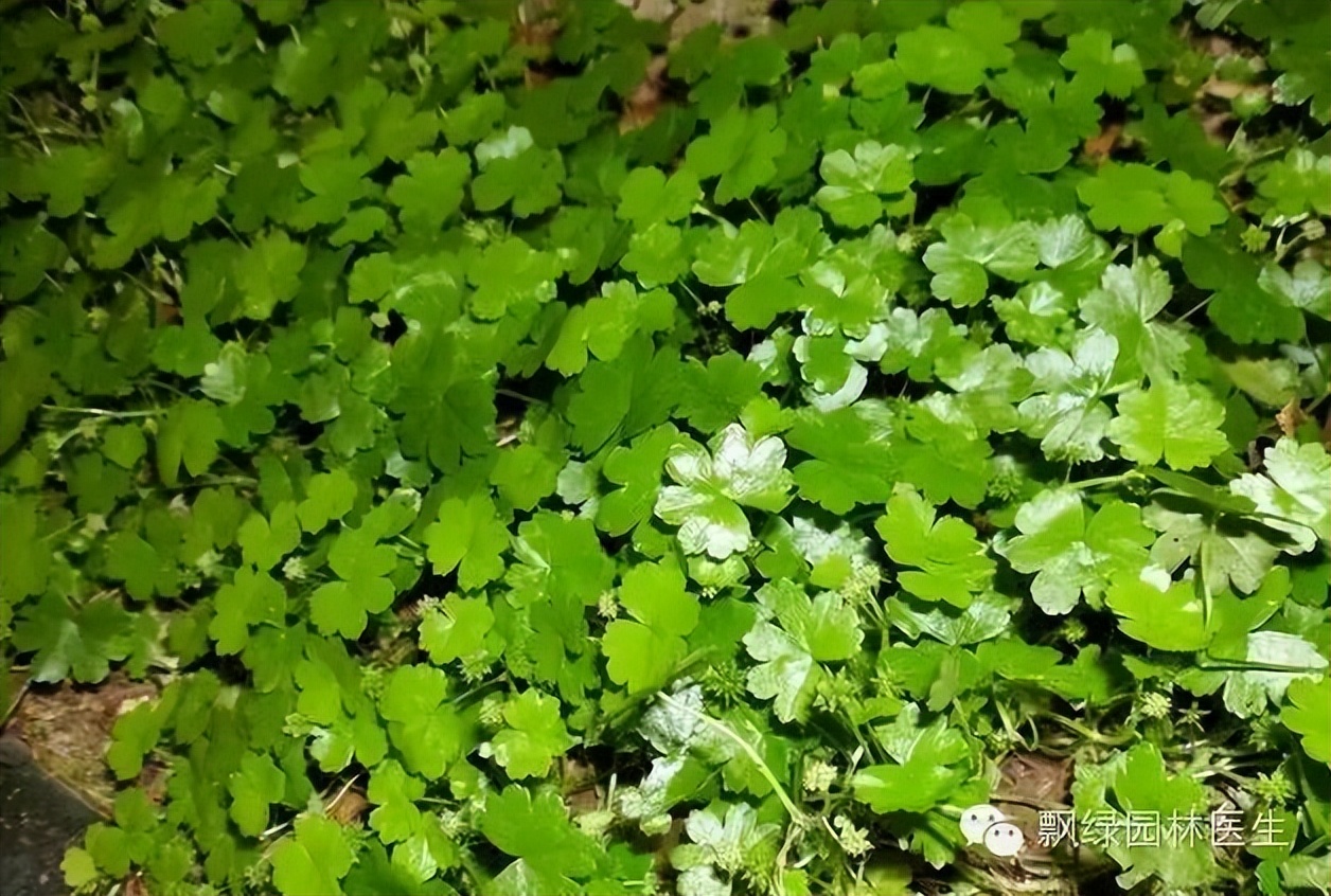 草坪杂草的防除方法,草坪杂草的物理防除