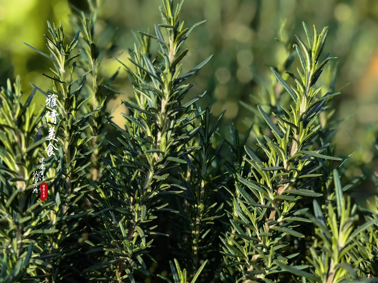 俗称“海洋之露”，牛排加它“锦上添花”，它还是天然美发美容剂