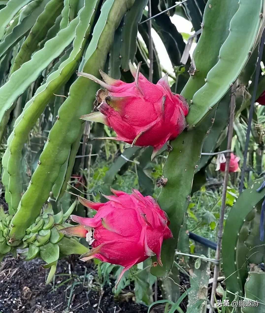 火龙果用什么颜色灯补光,普通led灯能给火龙果补光吗