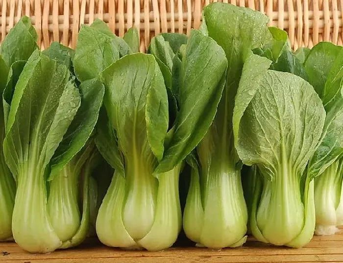 浙江人常吃的蔬菜有哪些,幼儿园常吃的蔬菜有哪些