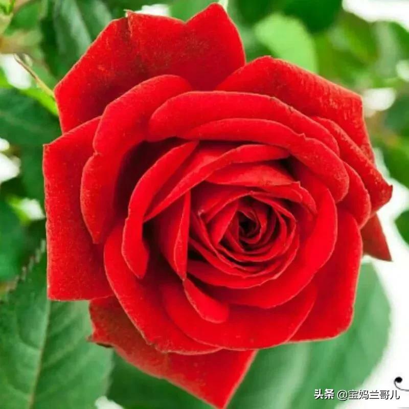 漂亮又特别的玫瑰花图片,特别漂亮的彩色玫瑰花图片