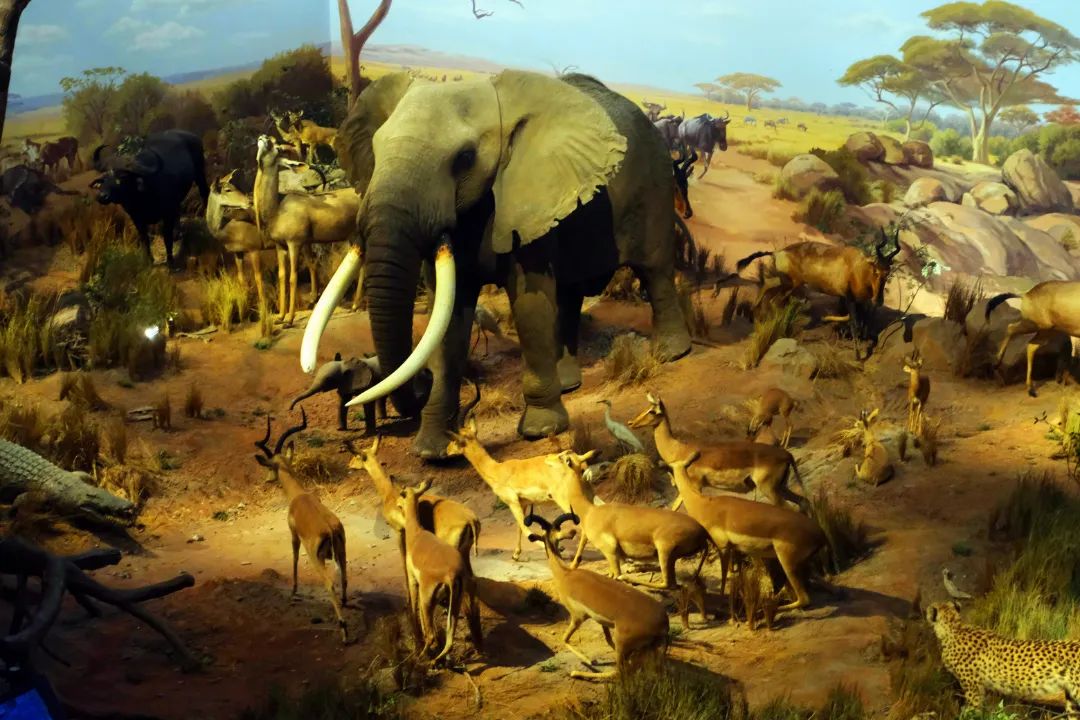 打卡山东博物馆和大明湖,山东博物馆打卡预约