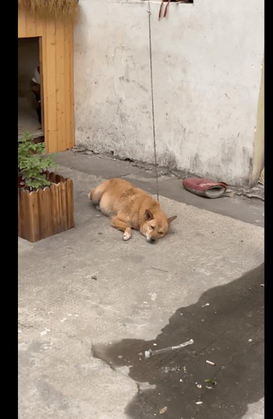 被拴了三年的狗,被拴起来的看门狗