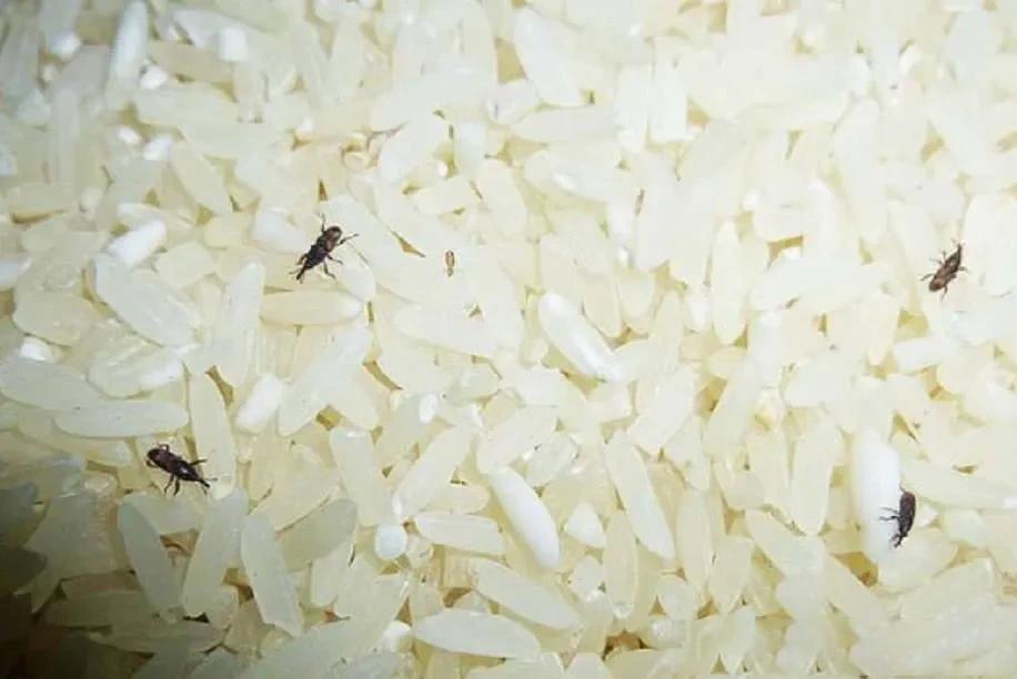 大米密封起来会发霉吗,大米密封桶会坏吗