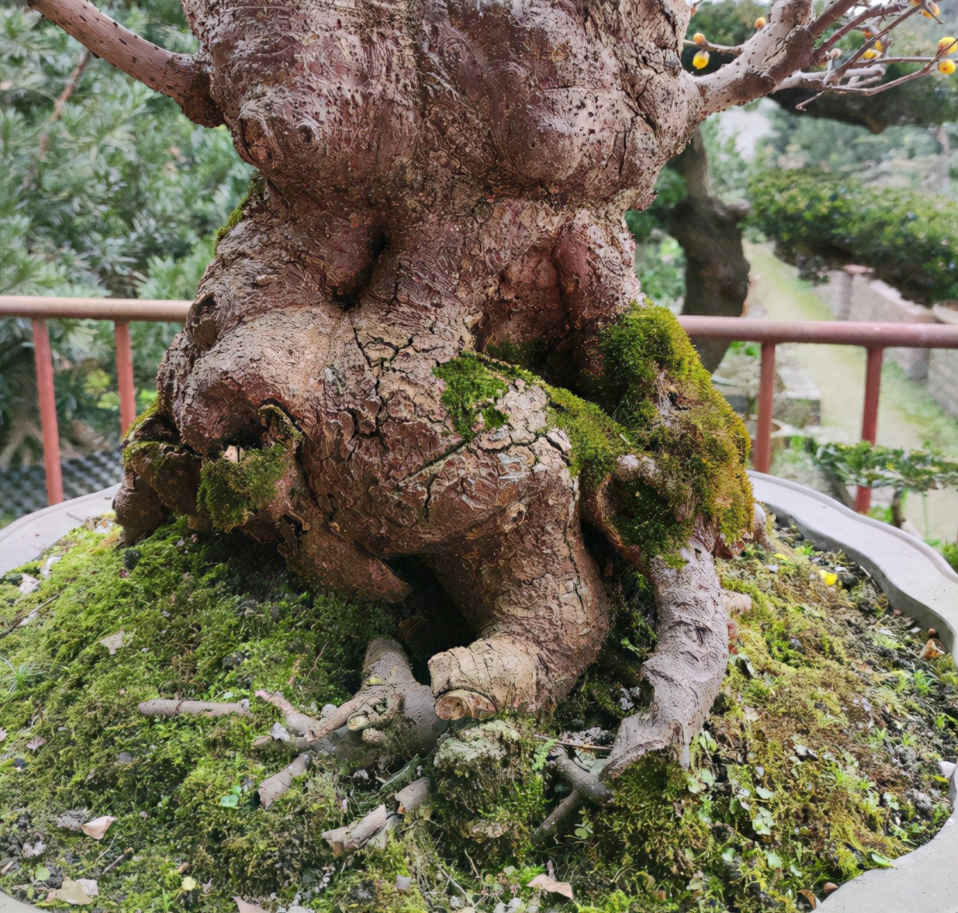 腊梅盆栽怎样装饰好看,腊梅夏季搭配什么盆栽好