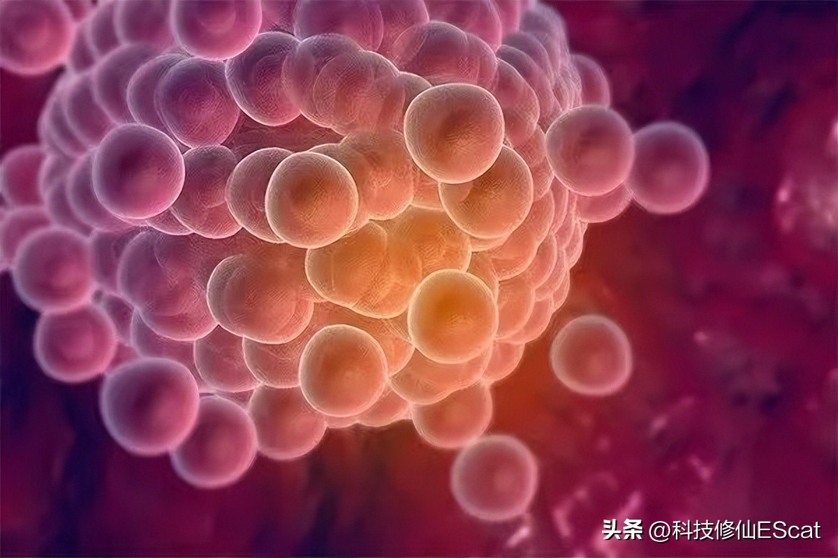 无需精子卵子，子宫，首个人造小鼠胚胎问世！自然繁衍能否淘汰？