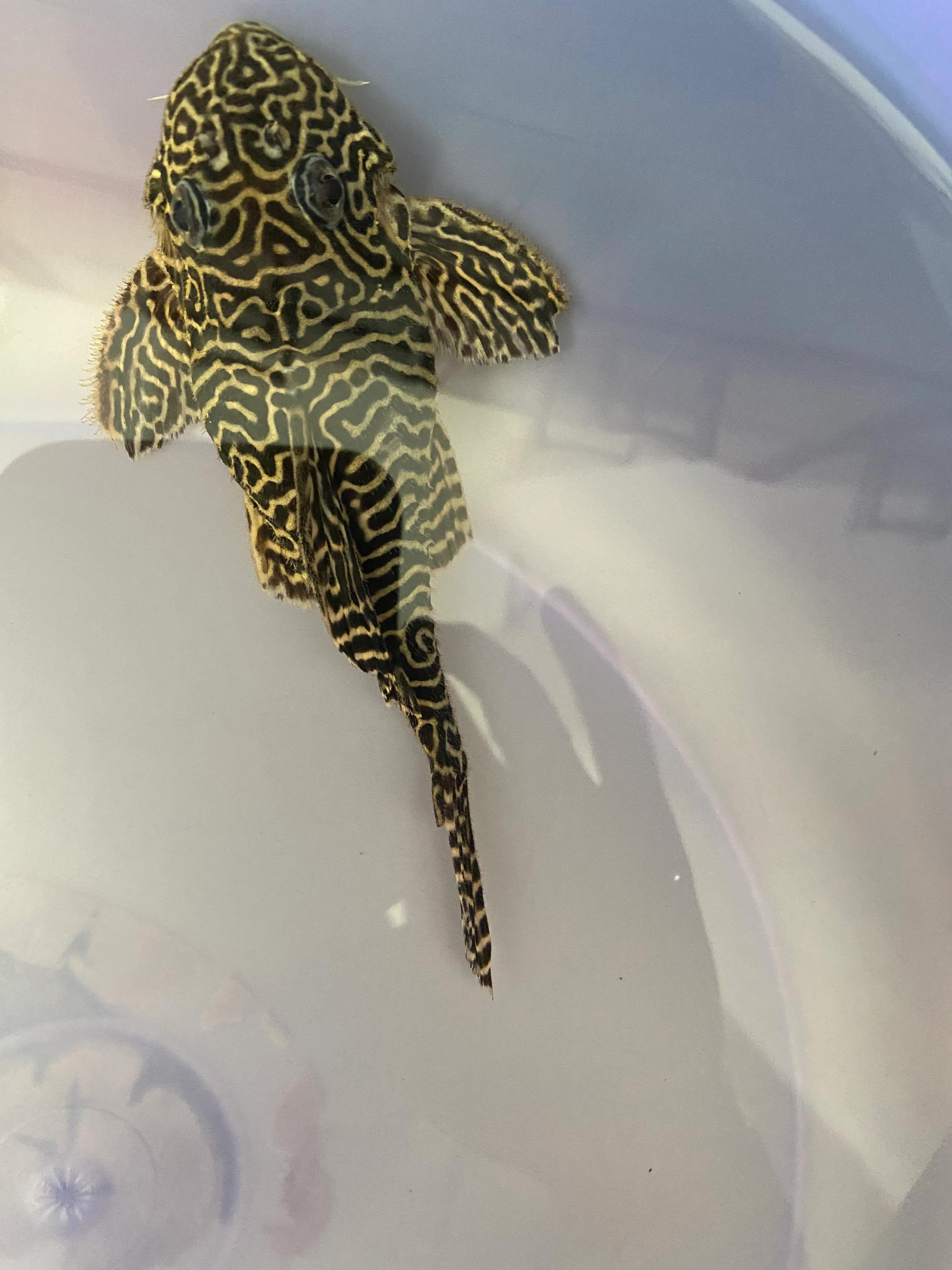 异型鱼腹水停食,异型鱼腹水怎么治