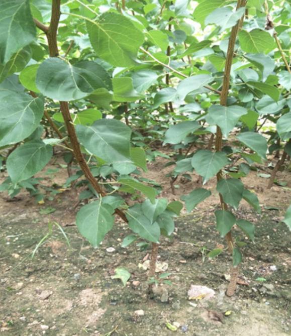 杏仁种子盆栽,杏仁种子种植方法