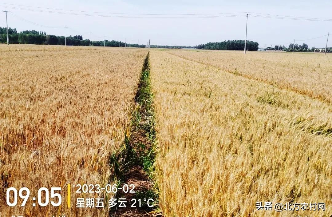 2016年小麦国审有哪些品种,国审小麦超高产品种前十名