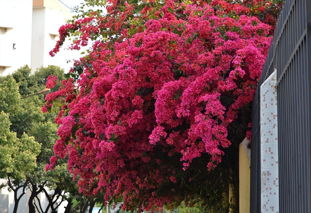 它是“花中劳模”，种植简单，开花量较多，庭院阳台皆可种