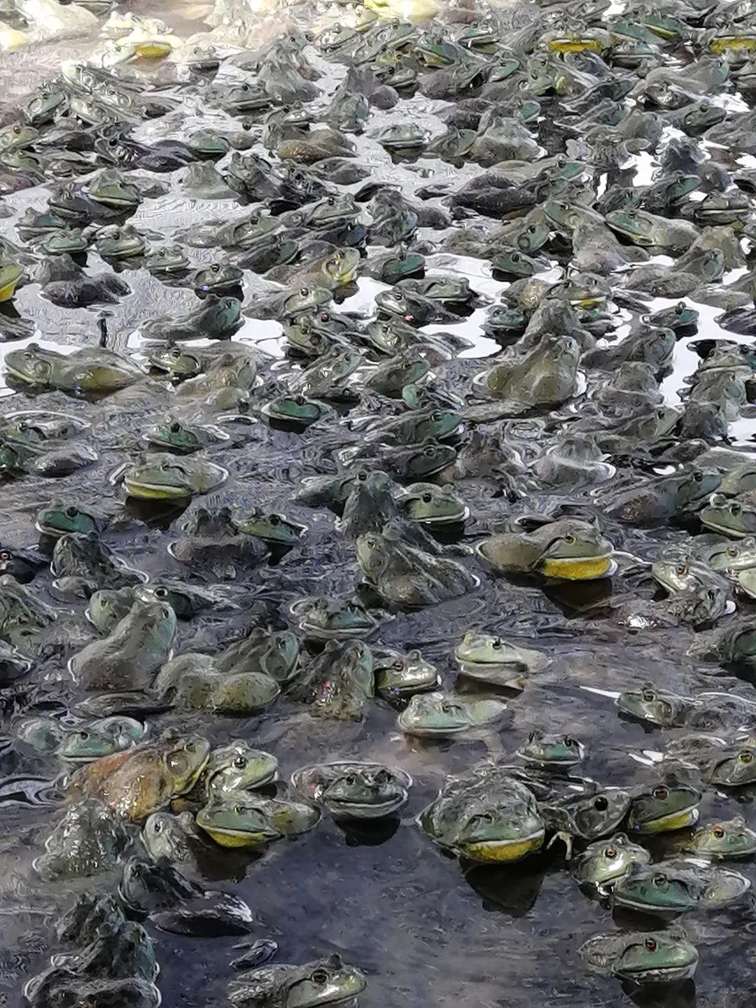 最新牛蛙养殖规模,牛蛙养殖利润分析图