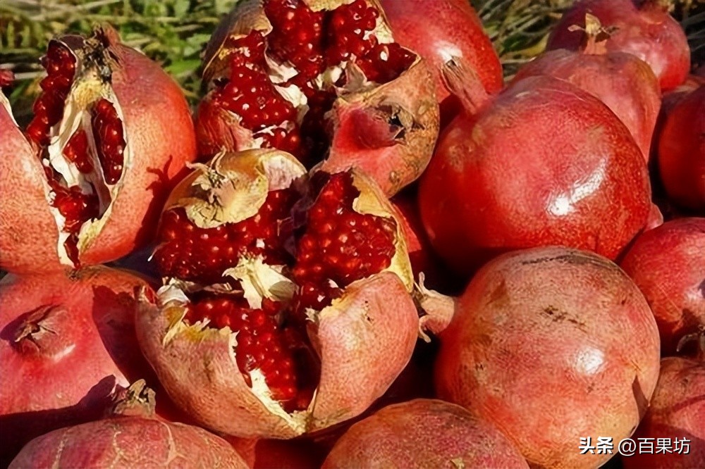 广州胭脂红石榴产地,石榴产地介绍视频