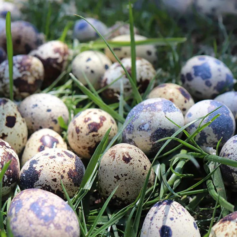 过年女人要善待自己,多吃6种含“天然黄体酮”的食材,价格不高