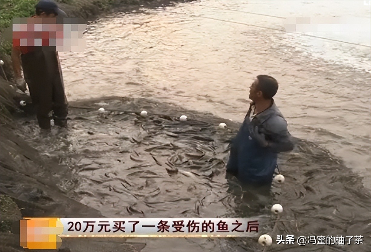 男子花13万买的鱼因停电缺氧死亡,男子花20万买一条受伤鲶鱼后续