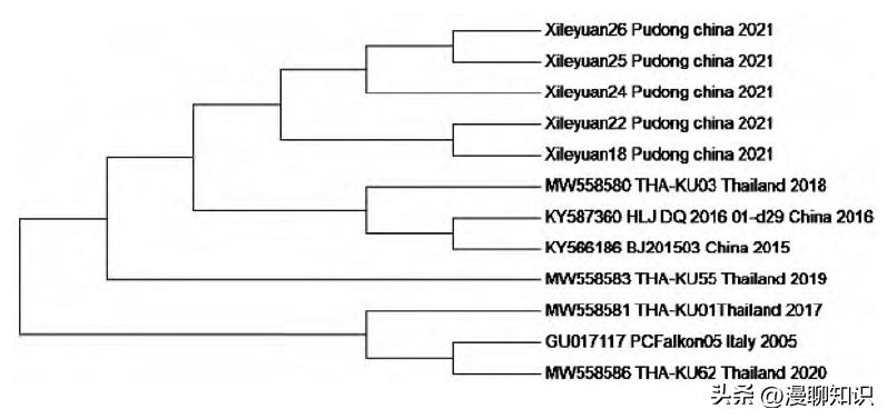 猫会感染人的疾病的图片,猫病毒检测cpr可以测出什么病毒