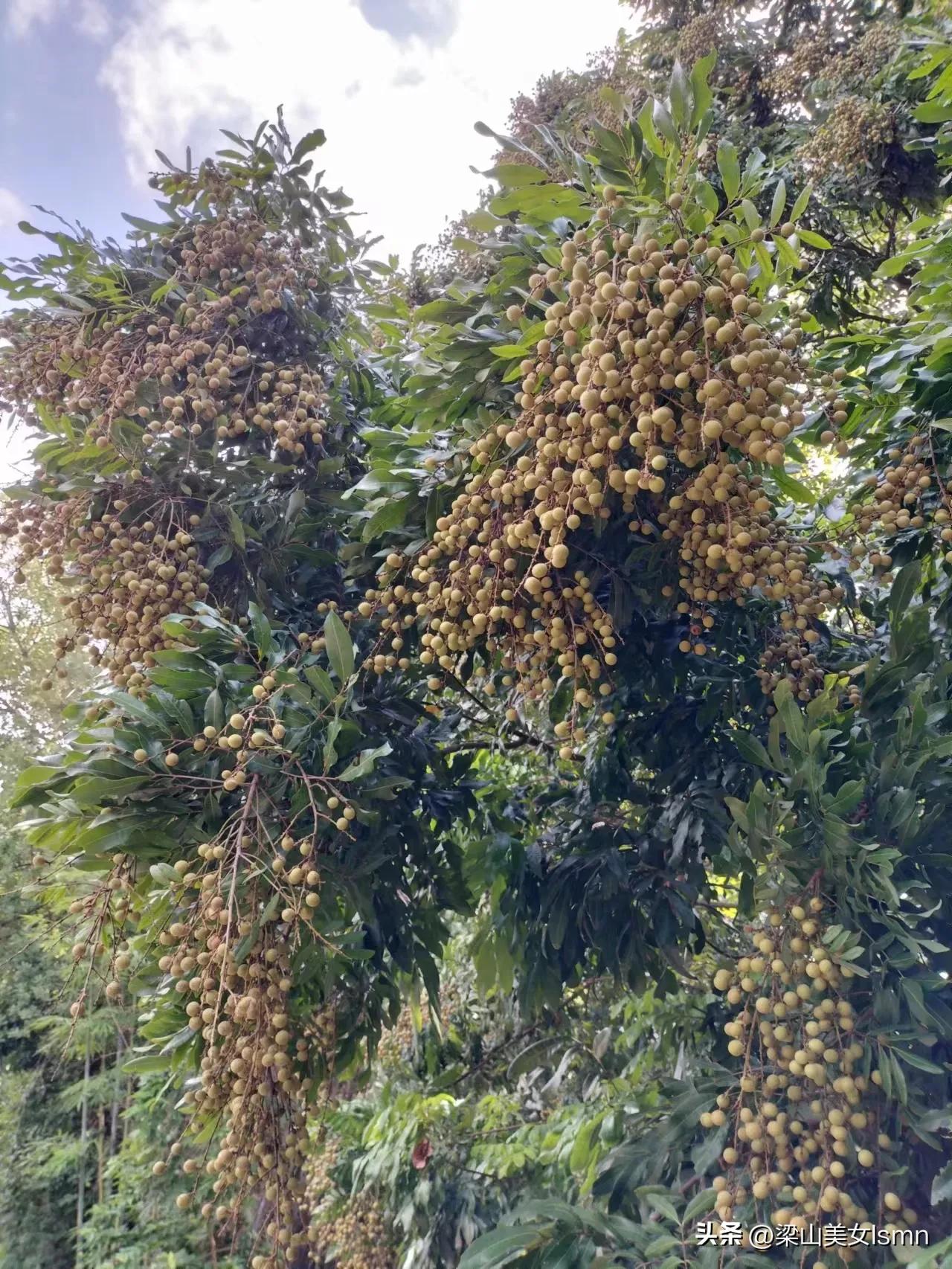 广西水果全国第一原因,广西全国第一的水果