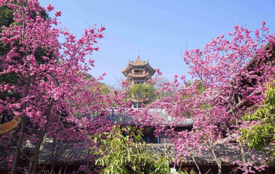 这里的“恩桃儿”红了