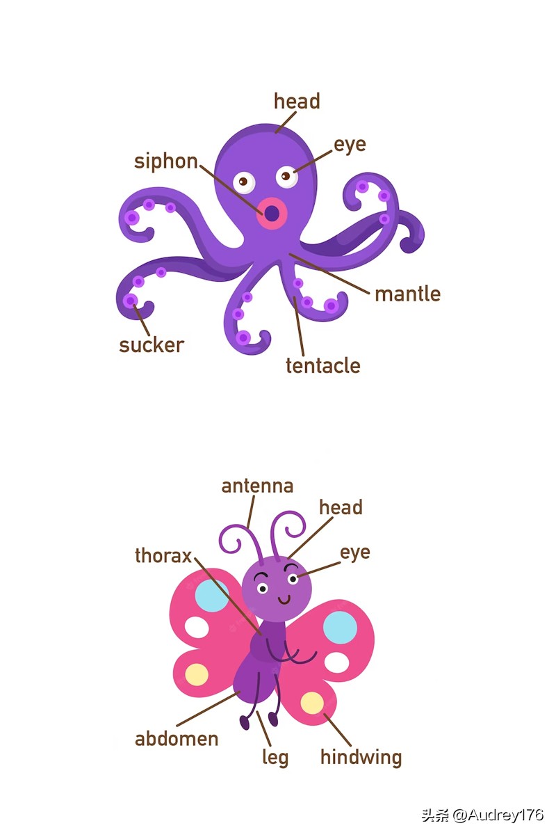 动物部位英语单词,动物身体器官英语单词大全