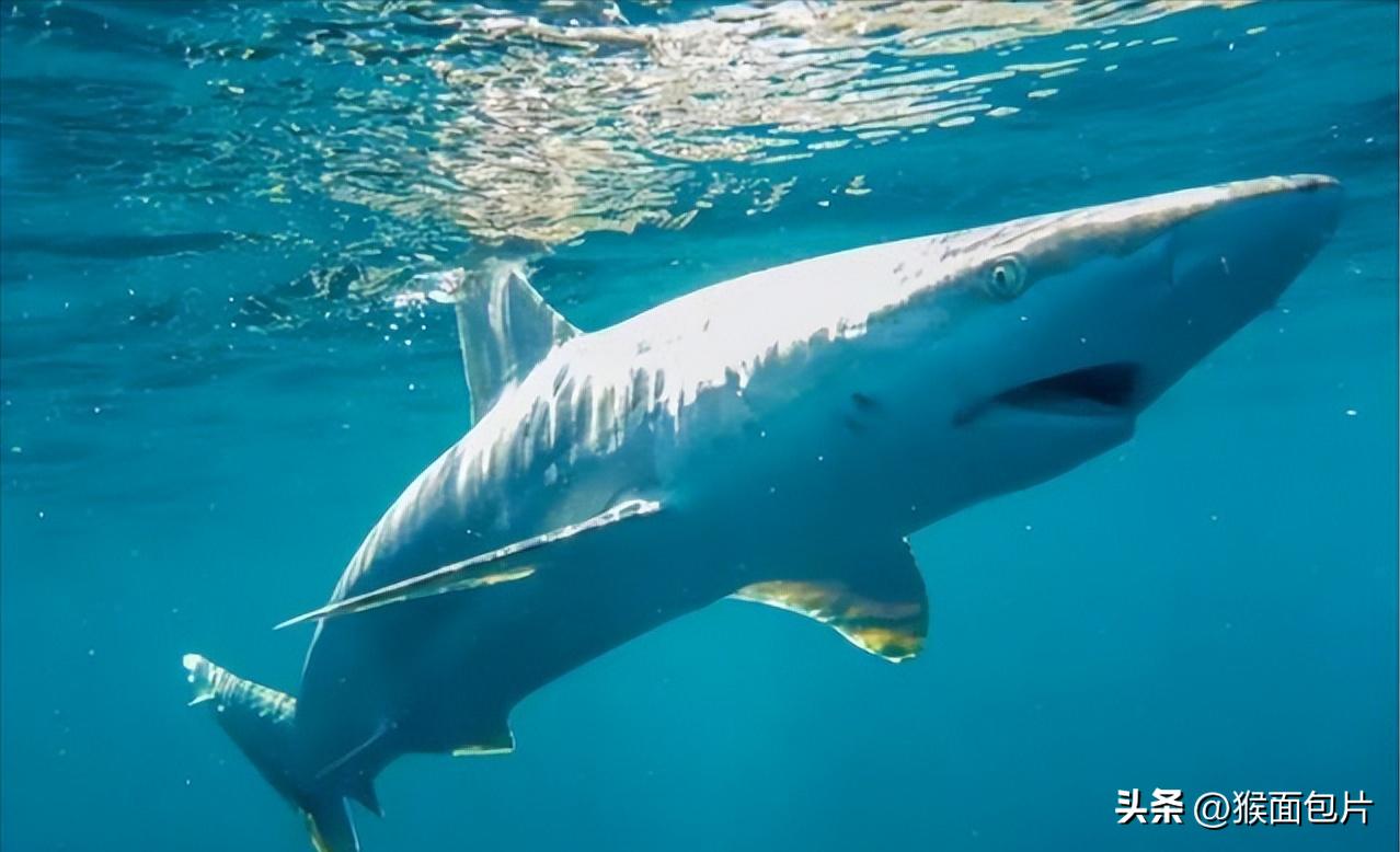亚马逊雨林生存100天,亚马逊雨林生存楚河
