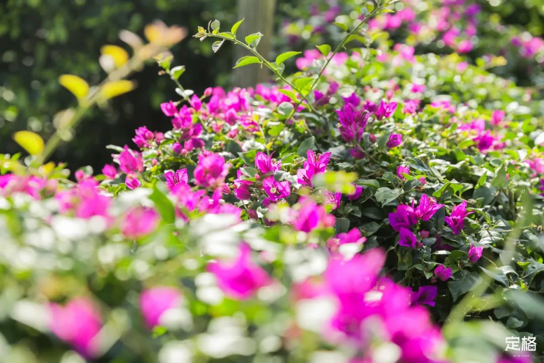 深圳10条入门登山线路推荐,深圳十大山峰最新登山攻略