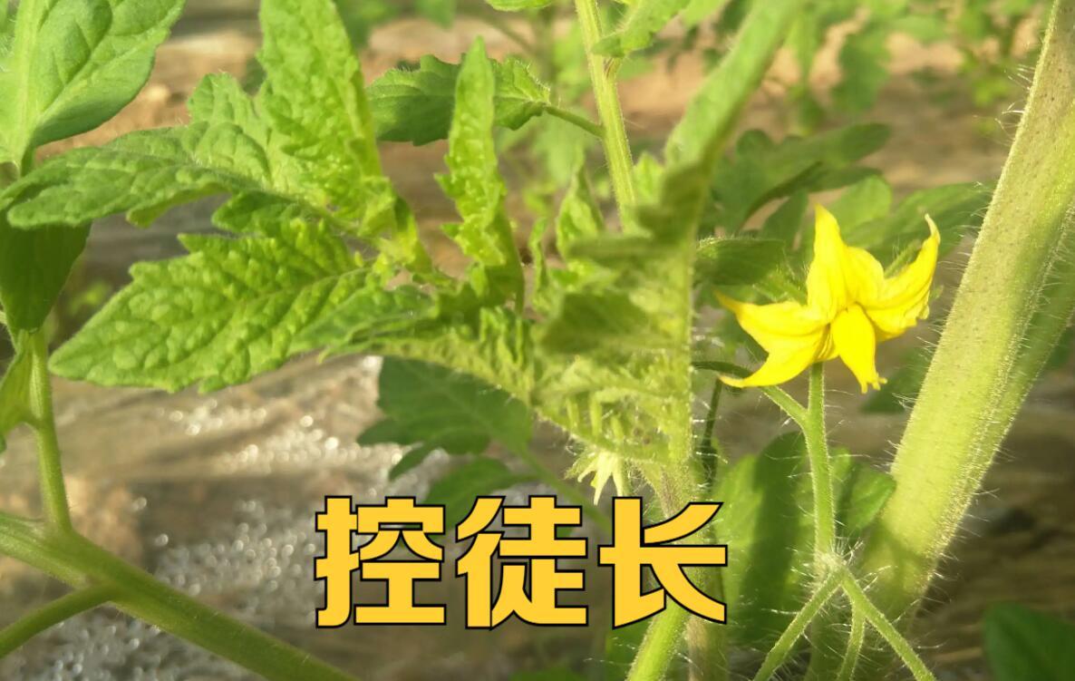 西红柿不着色是怎么了,西红柿不甜是什么原因引起的