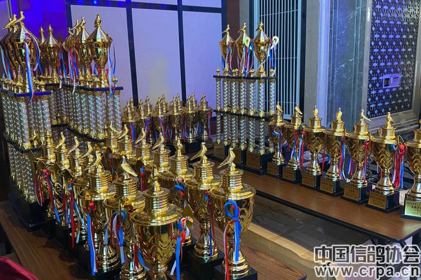 共襄盛举，再创佳绩2022年“洲际杯”泰山信鸽站颁奖典礼隆重举行